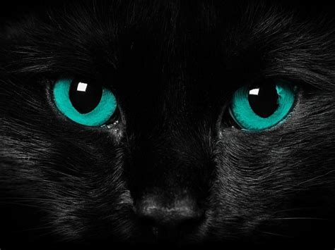 Black Panther Eyes Wallpapers - Top Free Black Panther Eyes Backgrounds ...