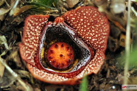 Rafflesia spotted in Mt. Irid | Lakwatserong Sulit