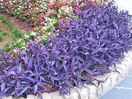 purple-heart – Ryno Lawn Care, LLC