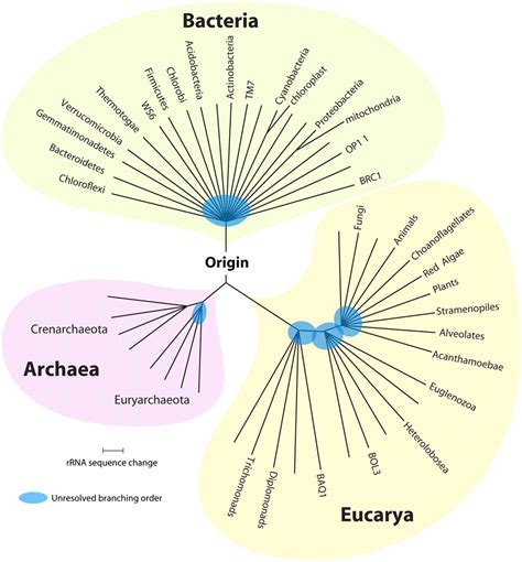 Carl Woese Tree Of Life