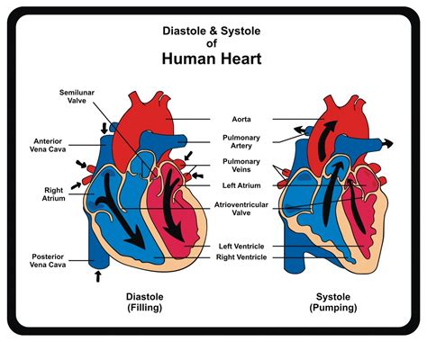 In PAH, Tissue Phase Mapping of Left Ventricle May Predict Clinical Outcomes - Pulmonary ...