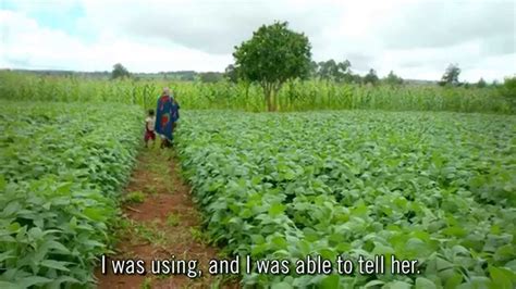 Tanzania Smallholder Farmers Improving Crop Yields - YouTube