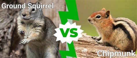 Ground Squirrel vs Chipmunk: 5 Key Differences - A-Z Animals