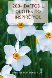 200+ Inspiring Daffodil Quotes and Captions for Instagram - SimplyBeyondHerbs