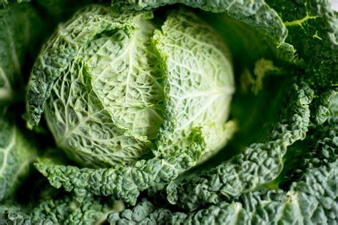 Cabbage Vs. Lettuce: Important Differences You Need To Know • Insteading