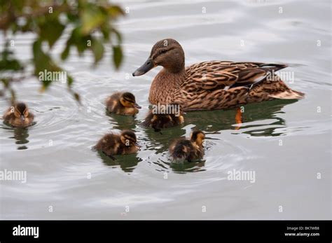 Female Mallard with ducklings Stock Photo - Alamy