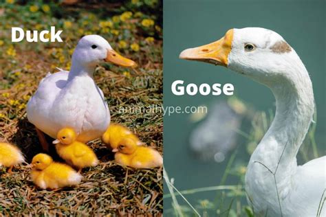 Goose vs Duck - Differences and Similarities - Animal Hype