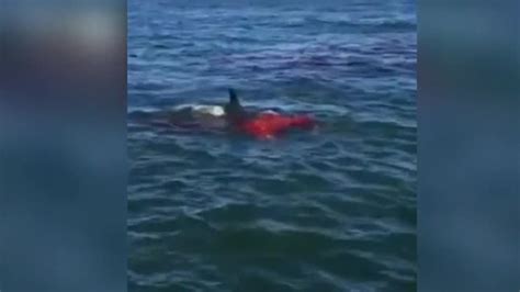 Bloody shark attack caught on camera - CNN Video