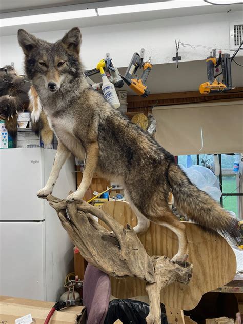 Coyote mount - Taxidermy - Hunting New York - NY Empire State Hunting ...