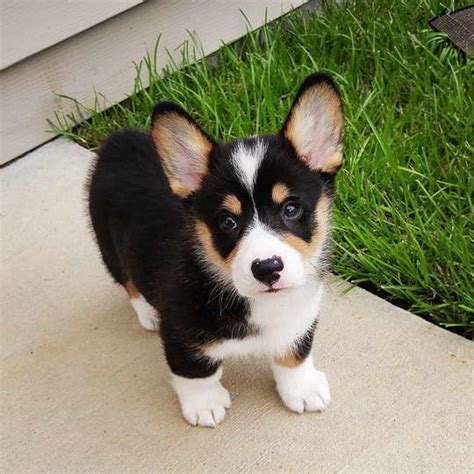 Corgi Tri Colored Puppy