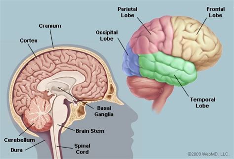 Concussion and The Brain: Basic Anatomy Explains Odd Behaviors - XlntBrain