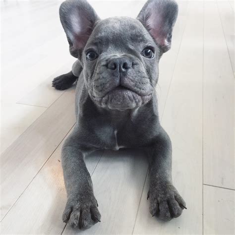 29+ Blue French Bulldog Breeder Photo - Bleumoonproductions