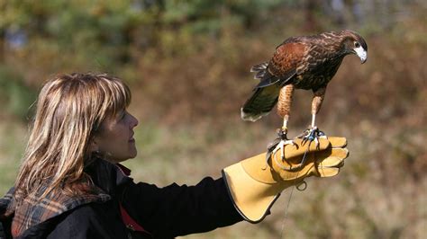 Falconry Look & Learn | The Woodstock Inn and Resort