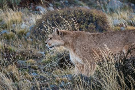 Puma at Close Range | Sean Crane Photography