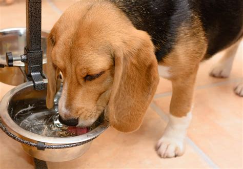 It’s Pet Hydration Awareness Month! How Much Water Should Your Dog Drink? | Highland Canine Training