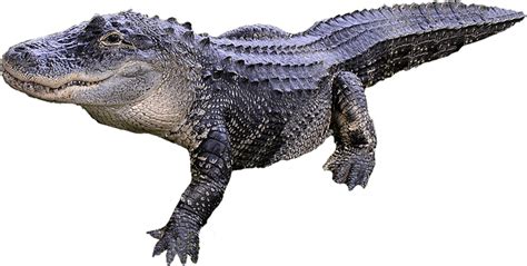 Real Alligator PNG High-Quality Image | PNG Arts