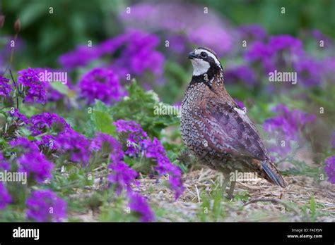 Northern Bobwhite quail (Colinus virginianus) male in flower garden ...