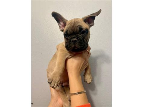 Lovely tan French Bulldog puppies for sale Anaheim - Puppies for Sale Near Me