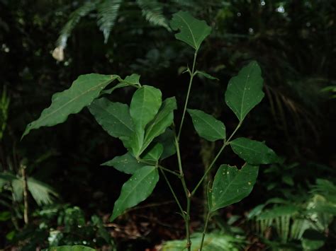 Desmodium (Fabaceae) image 209000 at PhytoImages.siu.edu