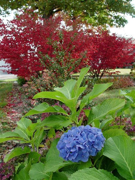 Getting hydrangeas to bloom a long time - pennlive.com