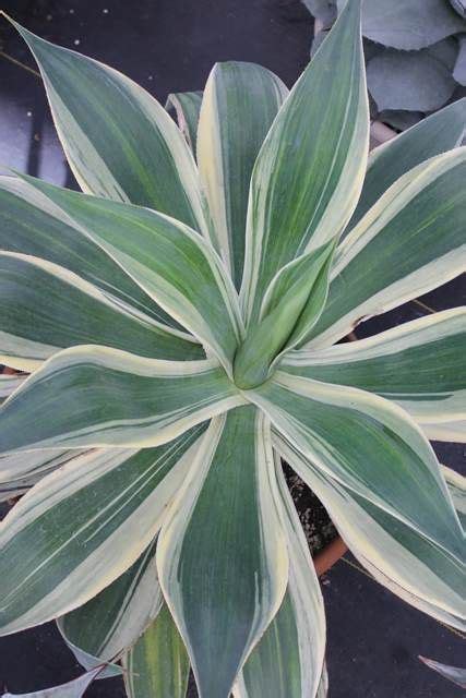 Agaves - Variegated Cultivars Photo Gallery: Century Plant; Buy Agaves ...