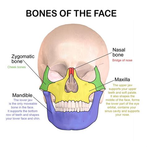 Facial bones and their function | Facial bones, Bone healing, Human body anatomy