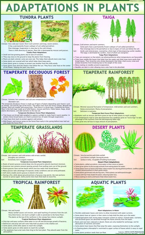 Adaptation in Plants Science Charts, बायोलॉजिकल चार्ट, जैविक चार्ट - Vidya Chitr Prakashan, New ...