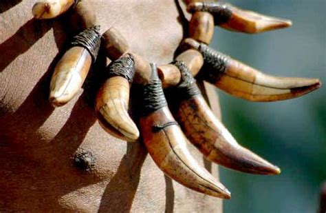 India | Detail of Naga tribesman's tiger tooth necklace | © Ruivah ...