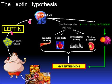 Satiety Hormone Leptin Found To Play A Direct Role In Obesity ...