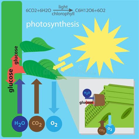 Process Of Photosynthesis In Algae Stock Vector - Illustration of alga, leaf: 34195826