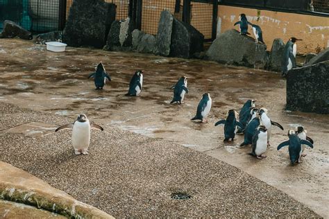 Visiting Edinburgh Zoo Penguins Parade