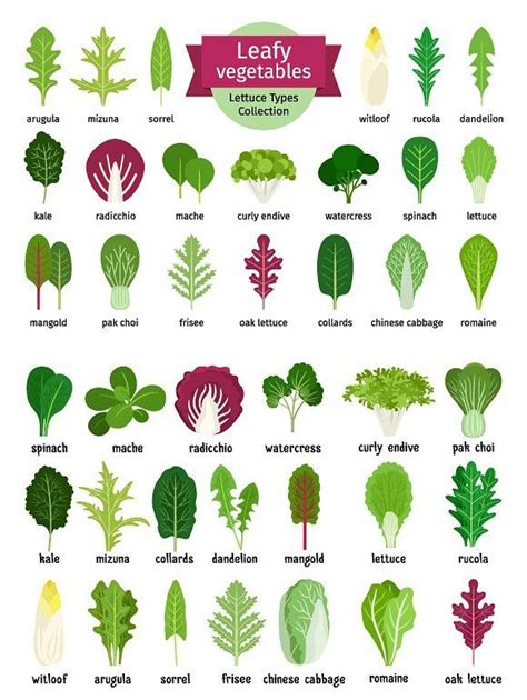 Salad leaves set | Salad leaves, Green vegetables name, Types of lettuce