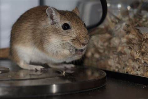 9 Benefits of Owning a Gerbil in 2023 | Gerbil, Small pets, Syrian hamster