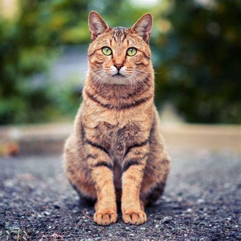 Fascinating Feline History: Where Does the Domesticated Cat Come From?