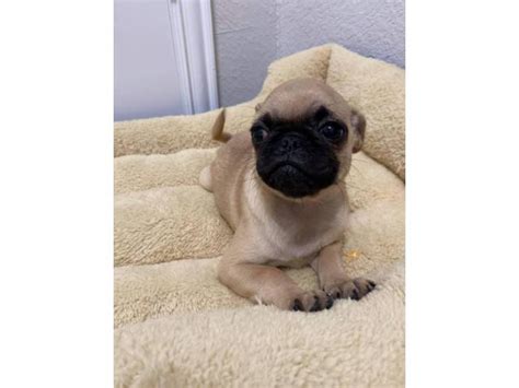 Pug puppies 3 females and 2 males Houston - Puppies for Sale Near Me