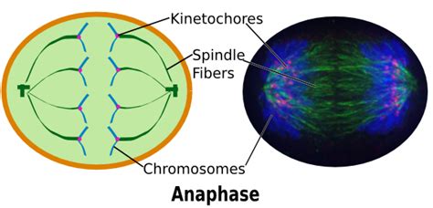 Anaphase in Mitosis & Meiosis | Definition & Characteristics - Lesson ...