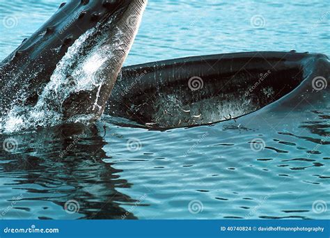 Humpback Whale Lunge Feeding (Megaptera Novaeangliae), Alaska, S Stock Photo - Image of amazing ...