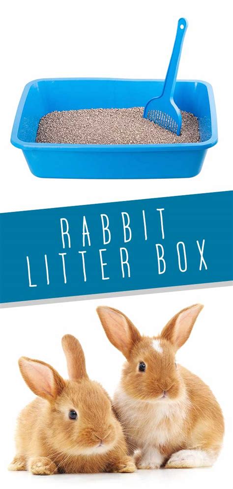 Rabbit Litter Box - Choosing and Using A Bunny Litter Tray