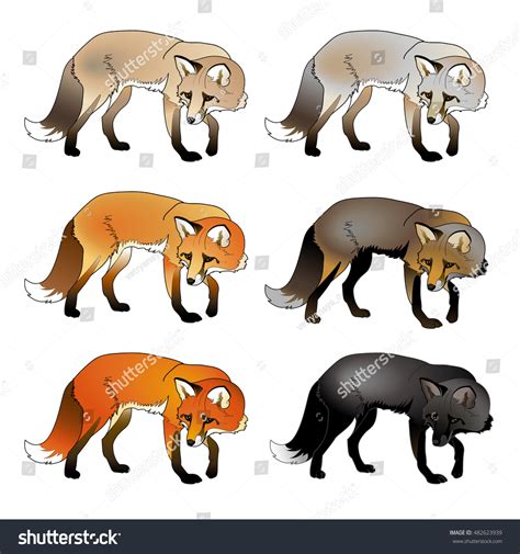 4,712 Silver Fox Images, Stock Photos & Vectors | Shutterstock