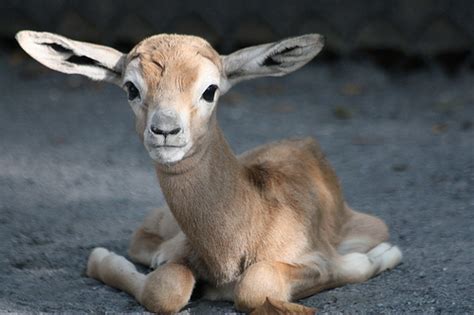 Female Dama Gazelle Born at the Smithsonian's National Zoo ...