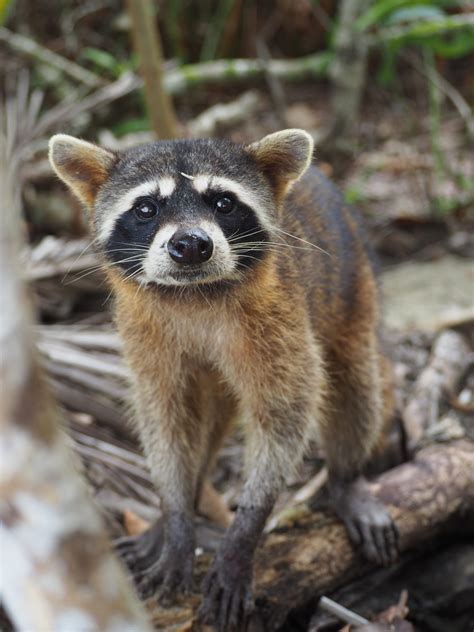 9 animals to see in Cahuita National Park - Tiny Travelogue