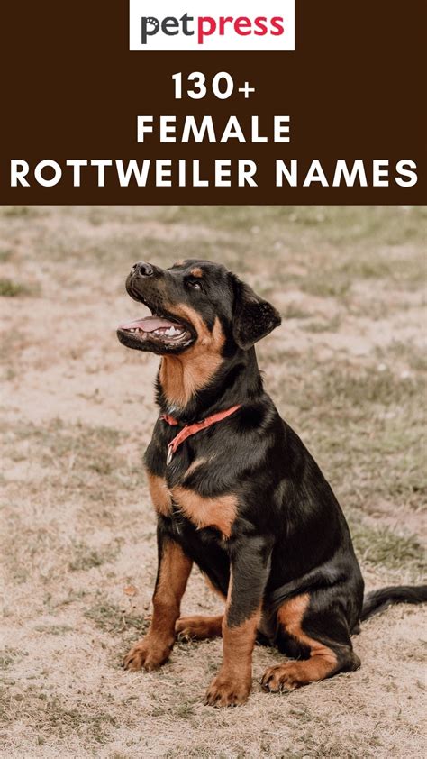 138 Female Rottweiler Names - Best Names for Girl Rottweiler Puppies