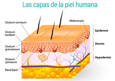 The skin: functions, anatomy, skin types and pH