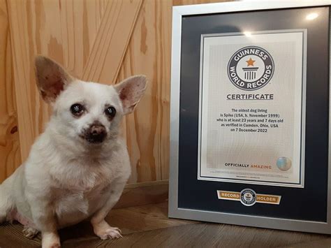 Meet the World's Oldest Dog, a Farm-Dwelling Chihuahua Who Loves Baths