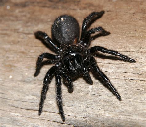 La araña que puede modificar su veneno dependiendo de su estado de animo.