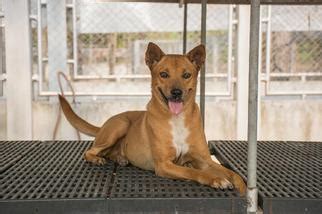 View Ad: Basenji-Shiba Inu Mix Dog for Adoption near California, El Cajon, USA. ADN-467960