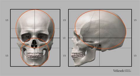 ArtStation - Proportions Guide of the Human Skull | Human skull anatomy, Human skull drawing ...