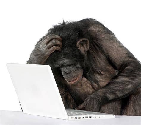 Monkey Computer Stock Photos, Pictures & Royalty-Free Images - iStock