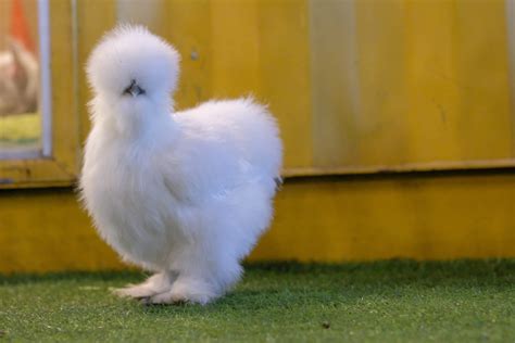 Silkie Breeds