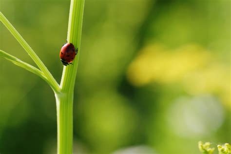 Ladybug Close up Free Stock CC0 Photo - StockSnap.io